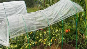 10.08.24 Влог: гном Десперадо, чищу томаты и картофель, разобрала беседку