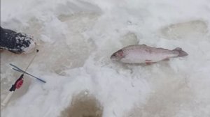 С прекращением снега активность форели повышается. Спорт-зона. Клёвое место Лосиный остров.