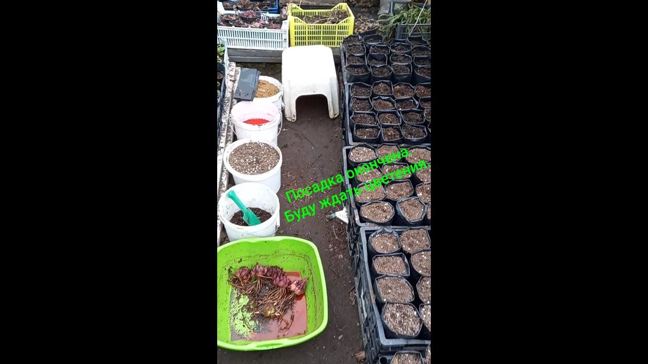 Посадка лилий для выгонки окончена.    #Shorts