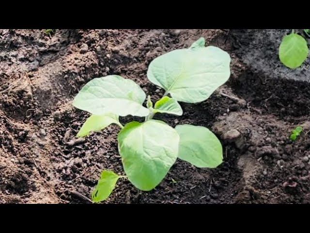 17.05.23 привет из деревни, сажаю перцы, капусту и опять все пикирую! смотреть онлайн