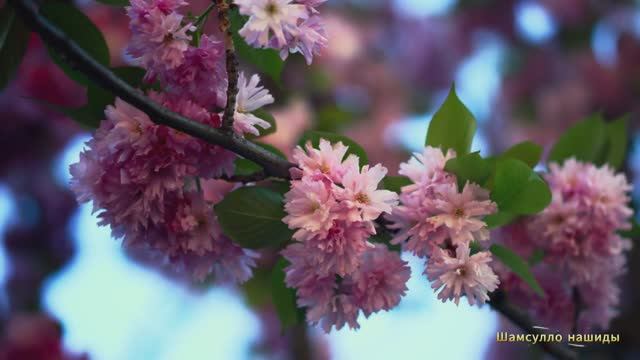 #Коран#аль-Имран#СамыеКрасивыеМеста#Отдых##Ислам#Коран#аль-Имран'#Миншавий #4кВидео#33часть# смотреть онлайн