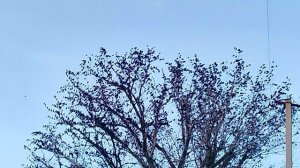Скворцы на дереве VID_20260128_161235