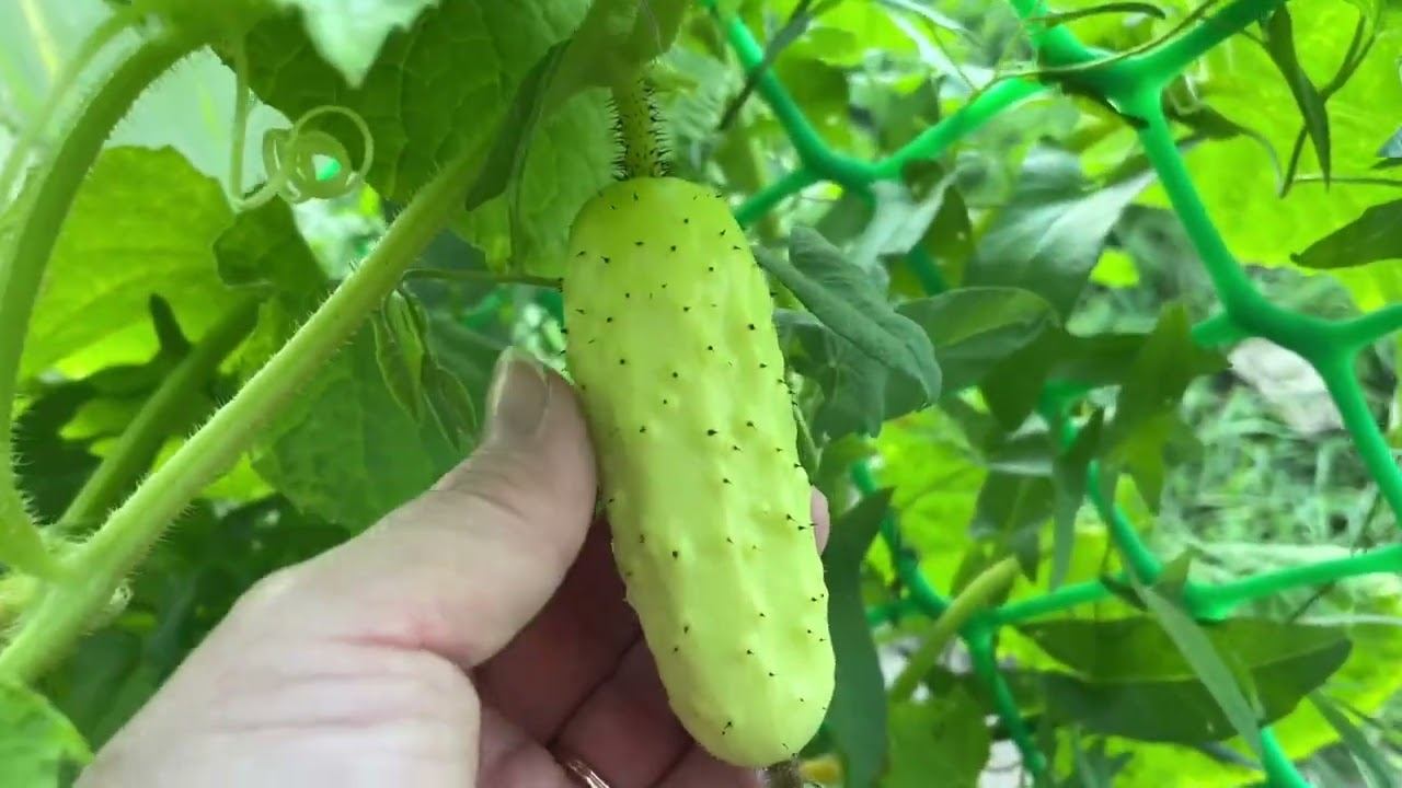 12.08.22 Влог. Что растёт? Из города в деревню раз в неделю))) смотреть онлайн