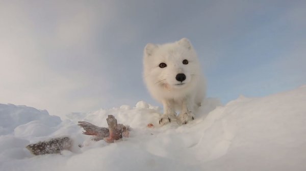 Ловля налима на Енисее. Пушистый бродяга.