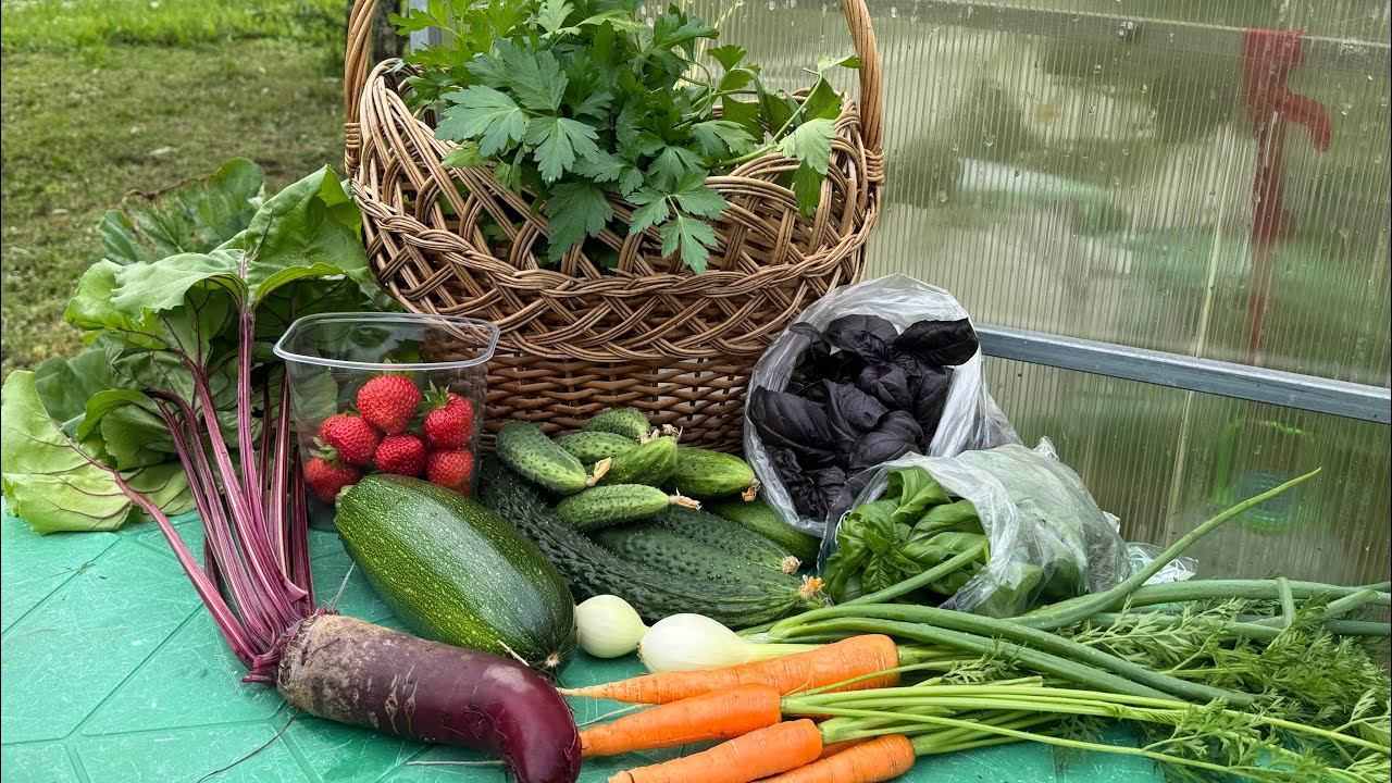 06.07.25 первый урожай, первые грибы! Кисти на крючки у томатов. смотреть онлайн