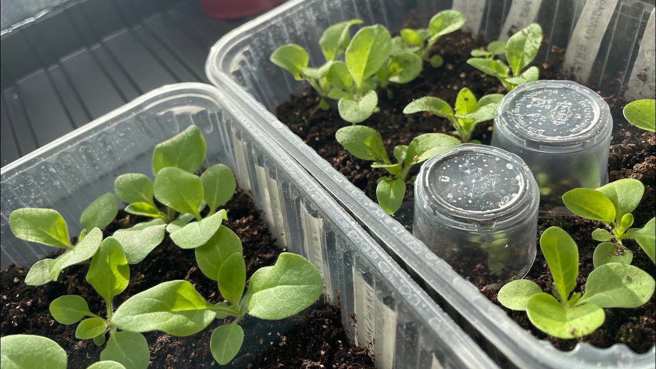 ПЕТУНИЯ пикировка-перевалка. Подробно смотреть онлайн