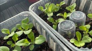 ПЕТУНИЯ  пикировка-перевалка. Подробно