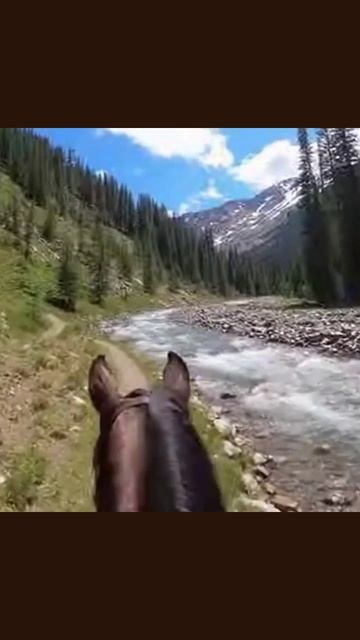 #прогулканалошади #лошадинаясила #екипажи #любительлыжизни #конныеприключения #путешествиевкаруселях