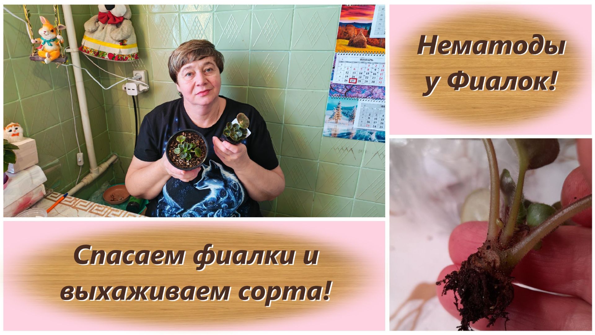 Нематоды у Фиалок! Спасаем фиалки и выхаживаем сорта!
