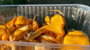 Жара! Июль! А мы пошли в лес, что нашли?