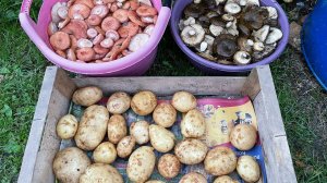 Влог 2 дня сентября за 12 минут. Подготовила грядку для чеснока