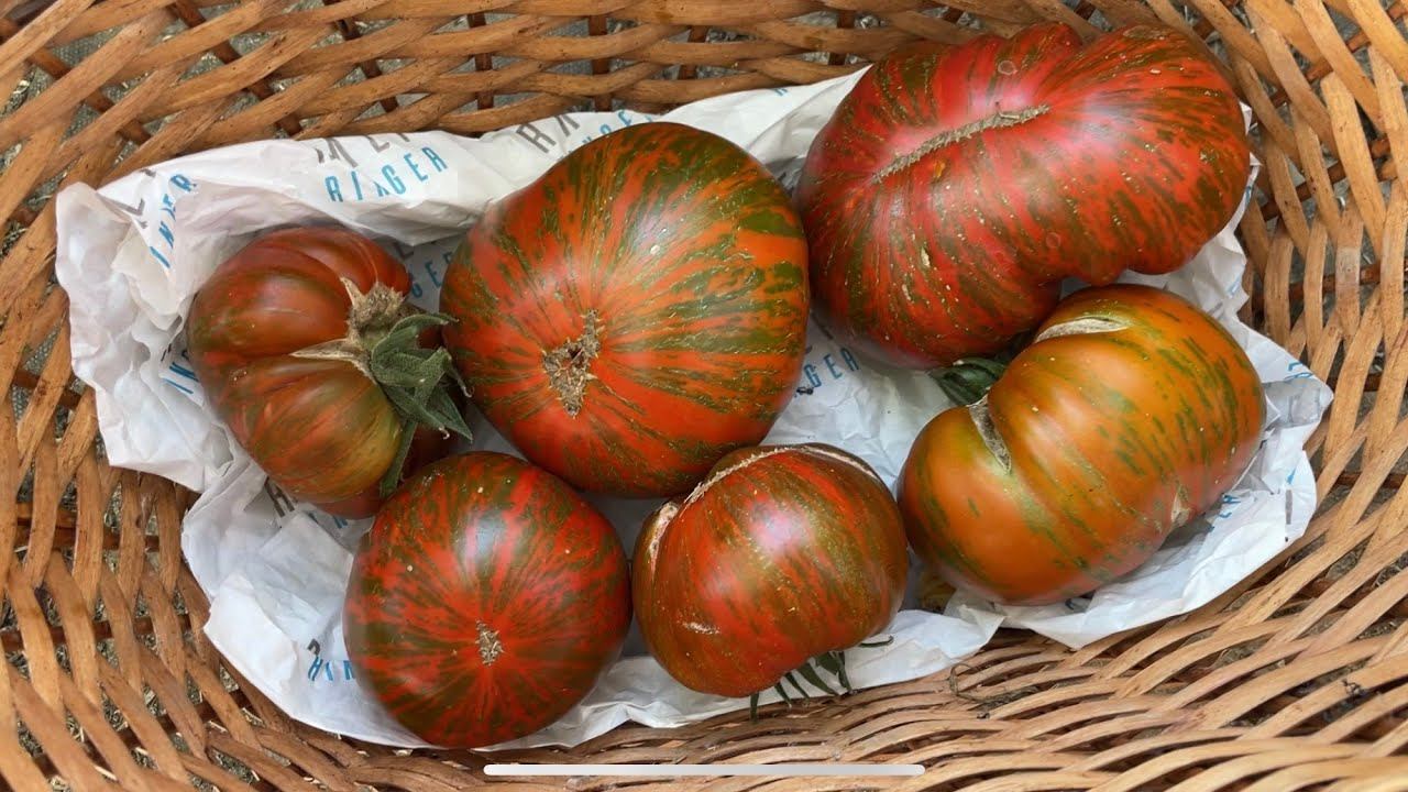 Обзор томатов Ч.2 ПОЛОСАТЫЕ Амурский тигр, Зелёная сосиска. ПУШИСТЫЙ абрикосовый и ЧЕРРИ Эльф смотреть онлайн