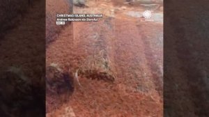 Миллионы детенышей красных крабов