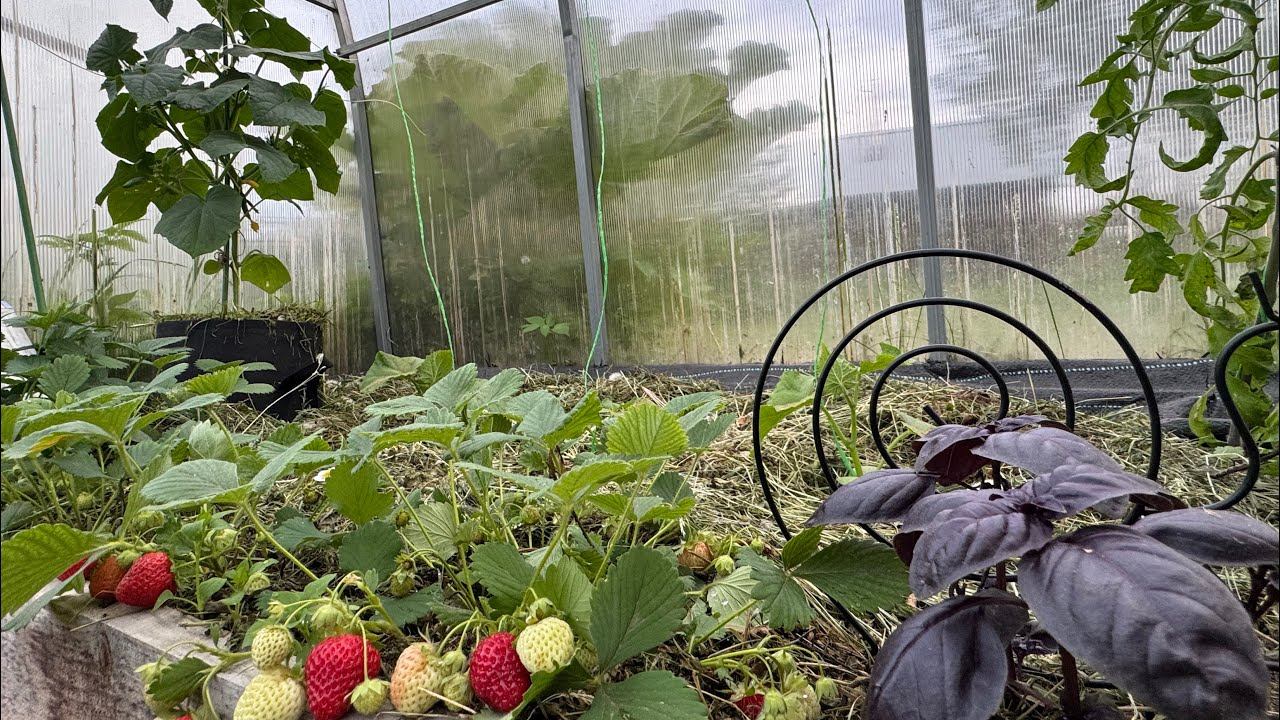 30-31.05.25 садовый влог: высадила всё в ог и теплицу! ура! смотреть онлайн