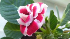 Глоксиния ️Пятна на листьях. Что делать?Gloxinia #gloxinia #video