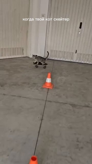 когда твой кот скейтер смотреть онлайн