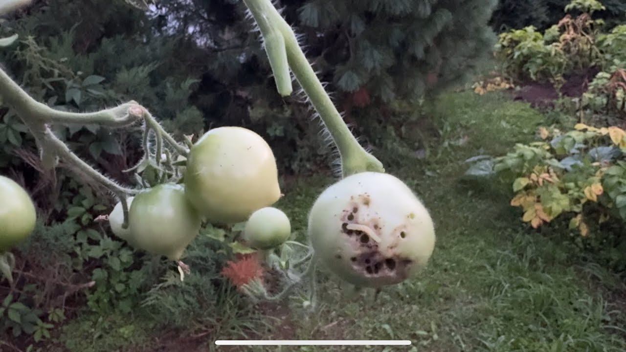 08.08.25 огород выходного дня, обзор. Фитофтора? А , не, показалось или не показалось смотреть онлайн