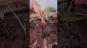 Нюансы при укоренении Аглаонем. Почему Я не люблю Мох...