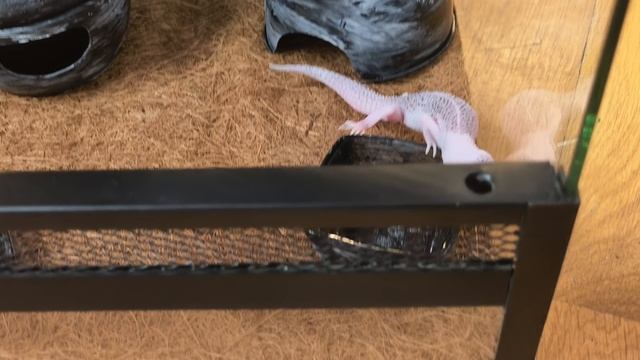 эублефар с террариумом