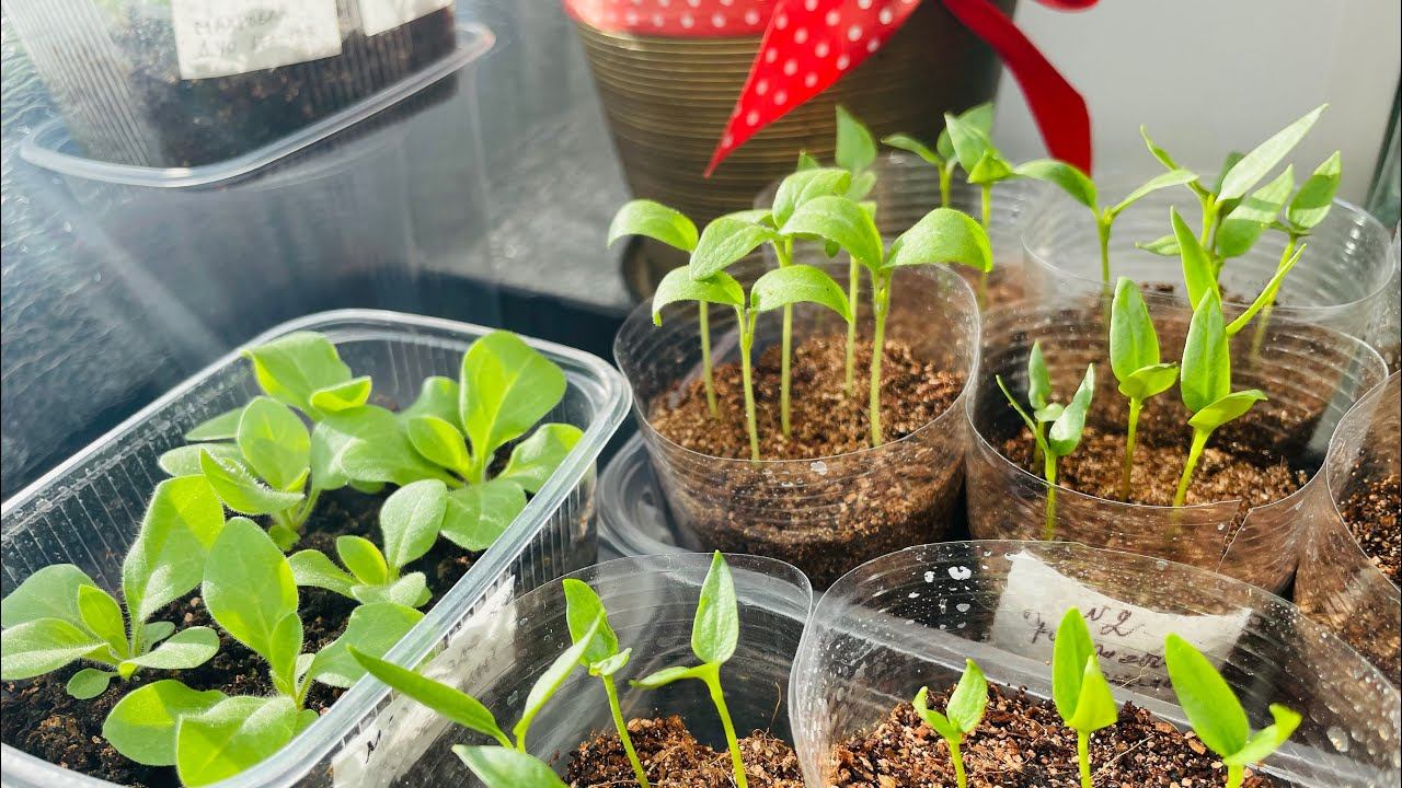 ПЕРЦЫ выпрыгивали))) 10 дней рассаде. 18.03.23 смотреть онлайн