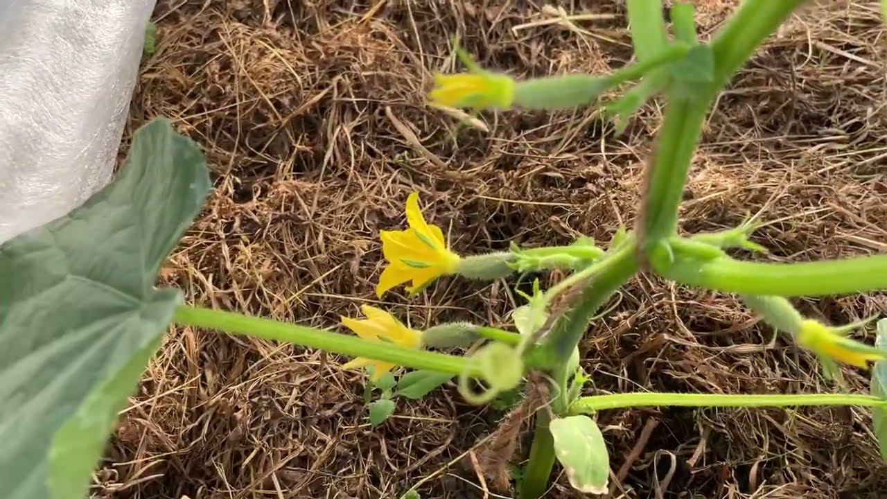 10.07.22 влог. Как я формирую огурцы, дела огородные смотреть онлайн