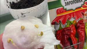 Посадка ПЕРЦА! Удача и НЕУДАЧА! Пророс!