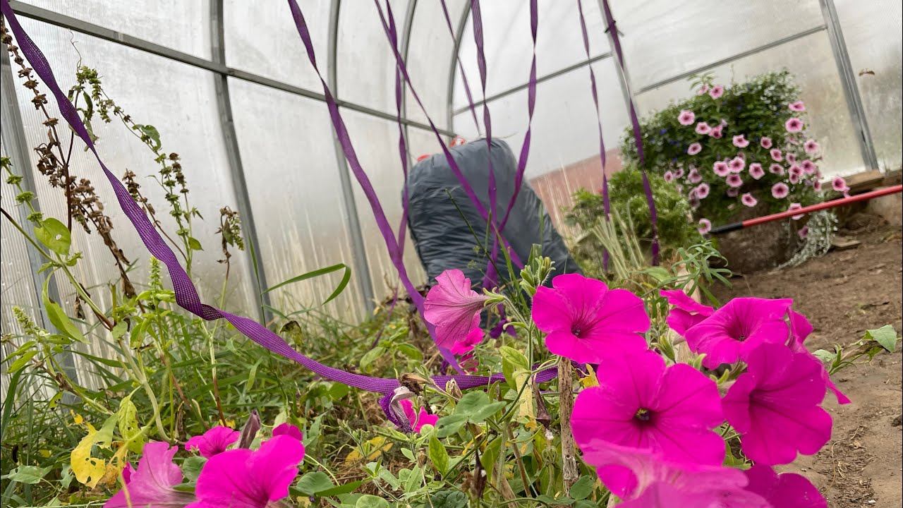 Дачный влог 07.10.22 начала обработку теплицы, опять сушу лук, лапника набрали смотреть онлайн