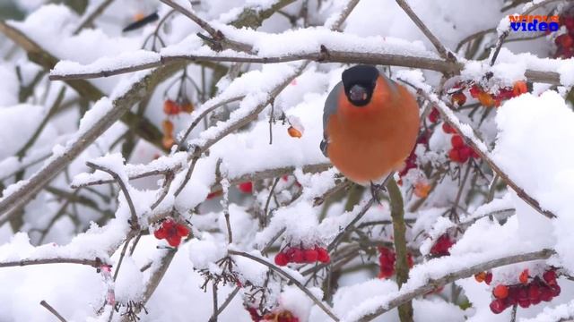 Виктор Ёлкин "Снегири" (музыка и слова Ирины Скибиной) смотреть онлайн