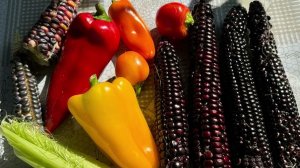 Обзор кукурузы и перцев 01.09.24!