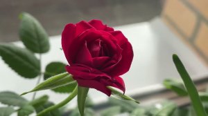 Обзор рассады на 27.02. Эксибишен, перцы, петунии и др. Розы кардана. Флоксы.