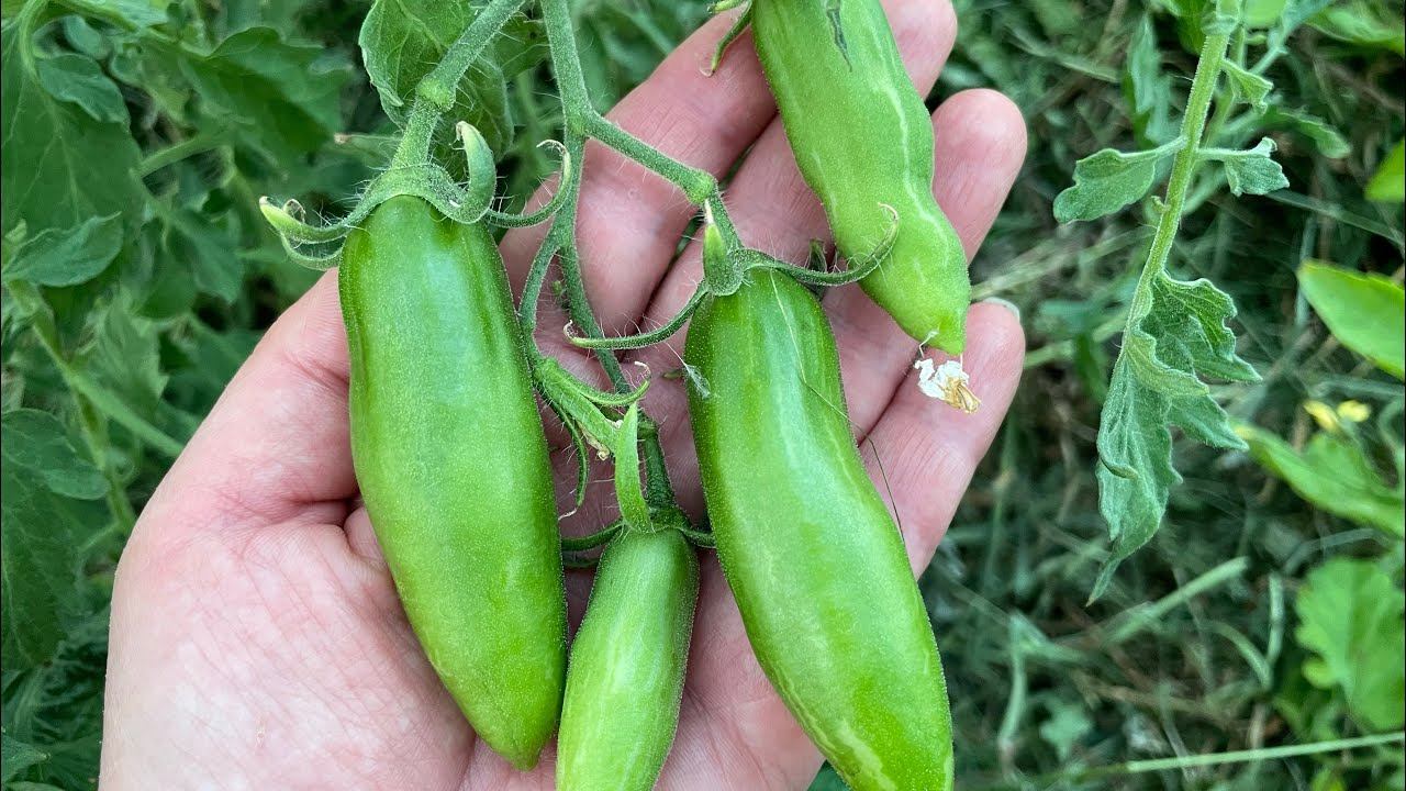 Обзор томатов на 03.07 в теплице выходного дня, полив раз в неделю смотреть онлайн