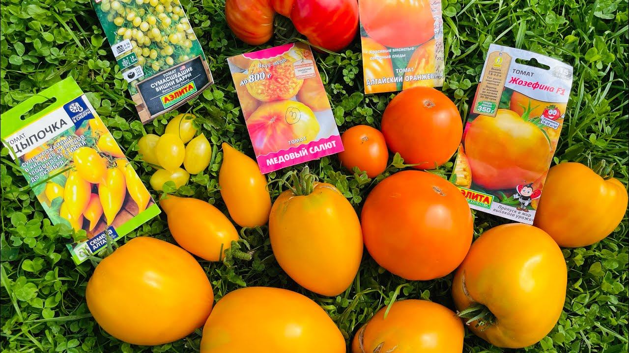 Томаты-солнышки: Жозефина, Цыпочка, Сумасшедшие вишни Барри, Алтайский оранжевый и Медовый салют. смотреть онлайн
