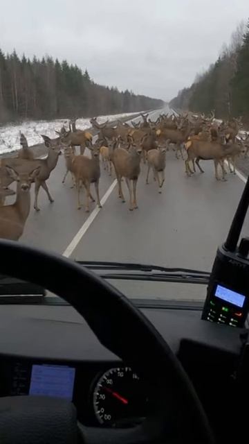 Олени на дороге!