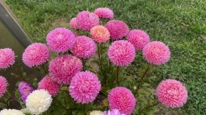 19.09.25 огород опустел, что купила для теплицы