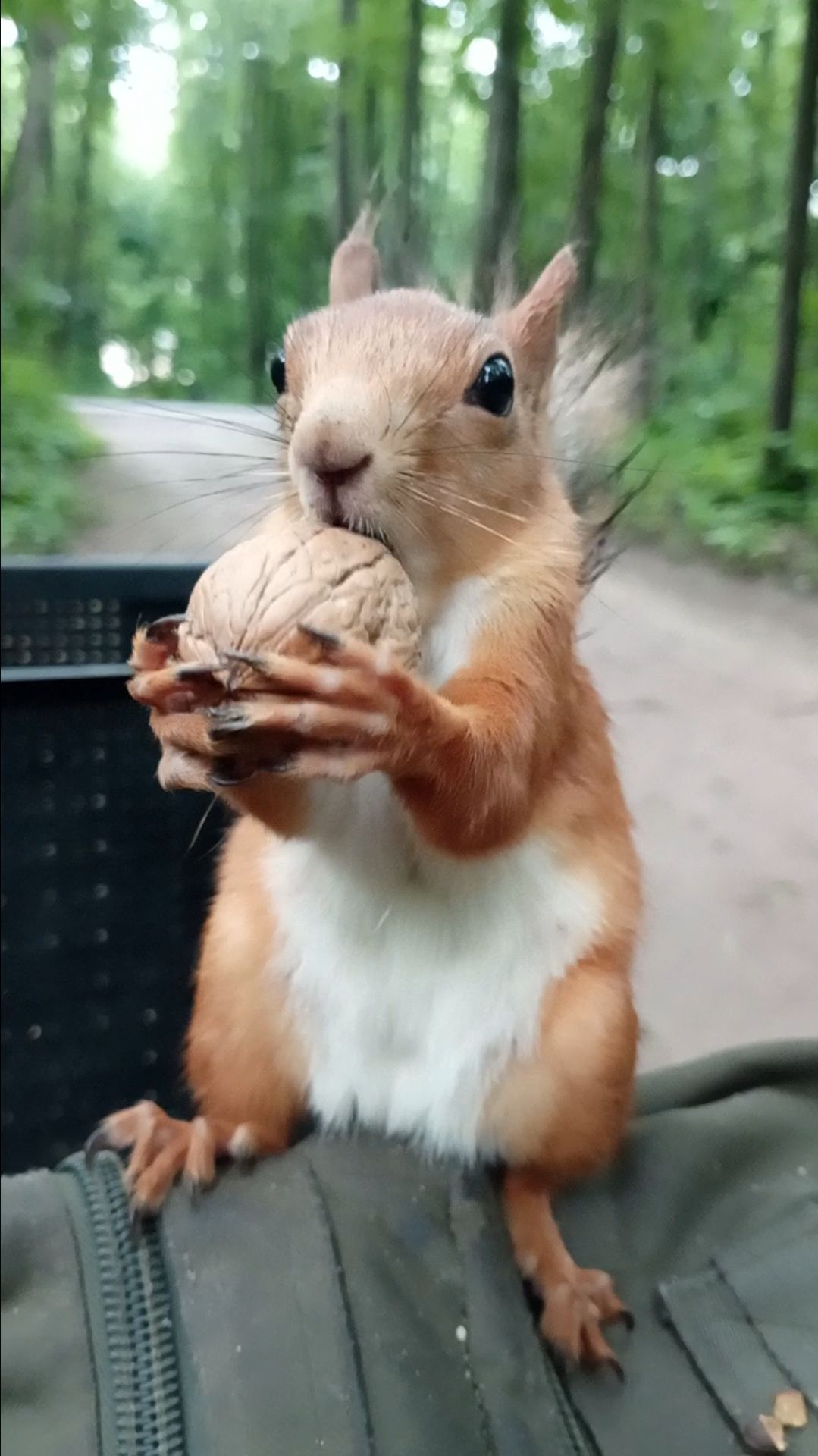 Орешек для белки. Июнь 2024 смотреть онлайн