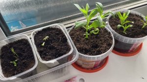 2 часть. СЛЁЗЫ  проросшие флоксы, эксперимент с хранением!