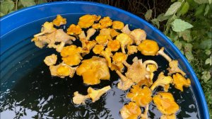 Грибы есть?! 07.08.21 поход за лисичками!