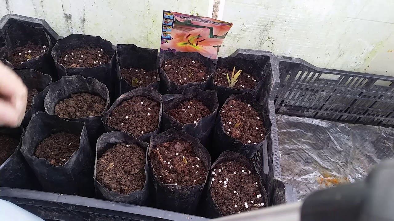 Посадка ПРОРОСШИХ лилий для летних продаж.