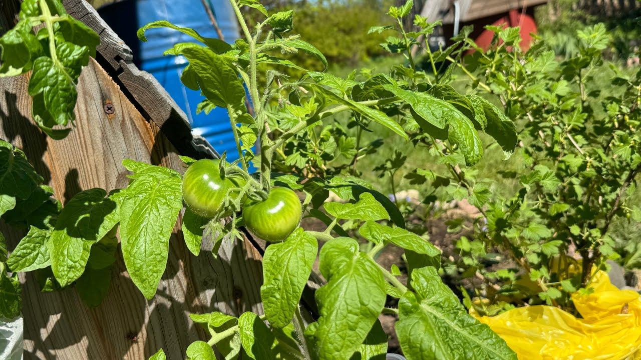 19.05.24 ТОМАТЫ сажаю, что в лунку, полный обзор сортов и защита от солнца смотреть онлайн