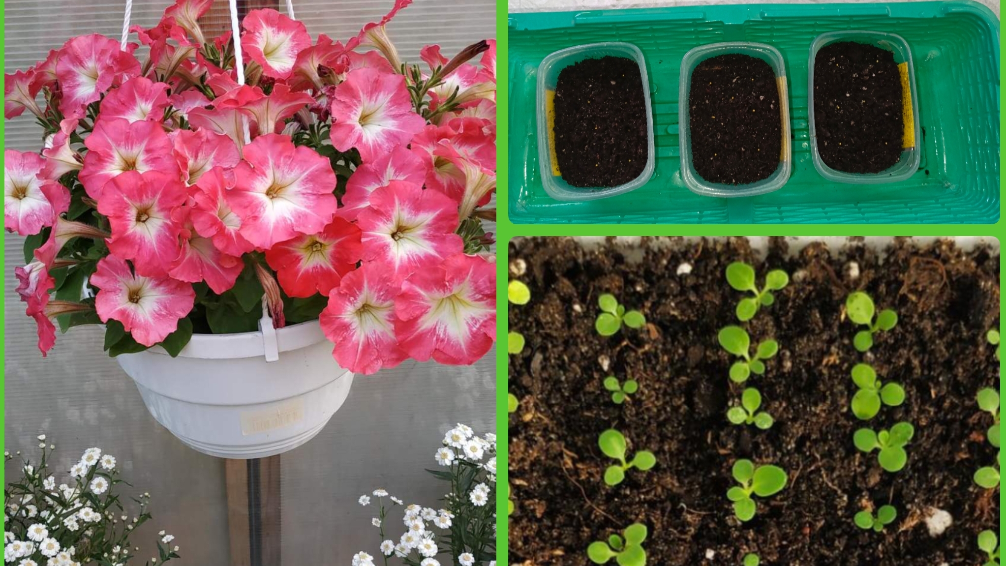 Как посеять петунию на рассаду смотреть онлайн