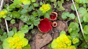 08.05.22 В ЛЕСУ, нашли первый съедобный гриб! Саркосцифа!