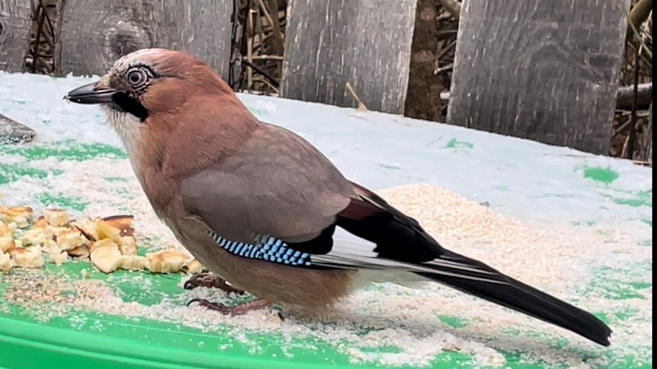 НА ДАЧУ В НОЯБРЕ! Красивая птица, пашем, вкусняшки, садовые заботы смотреть онлайн