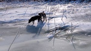 Две собаки гуляют по замерзшему водоему