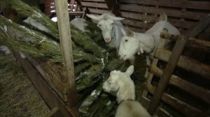 Саратов. Итоги | 24 января