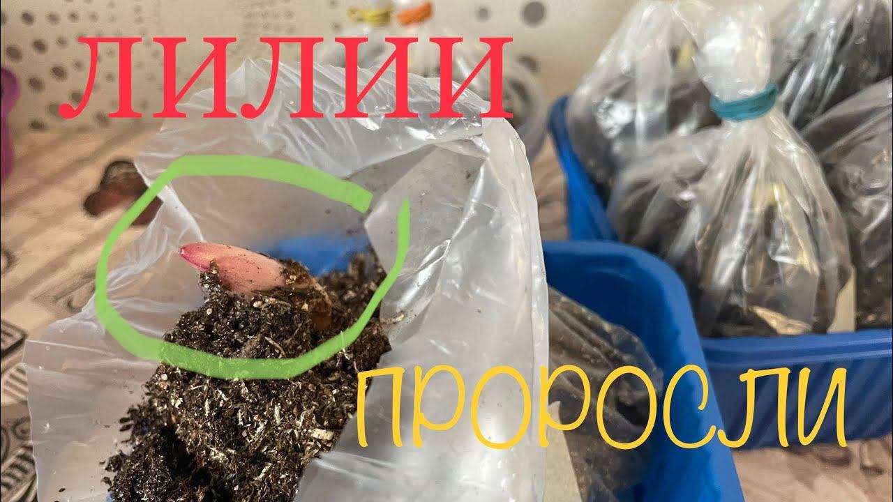 ЛИЛИИ в холодильнике ПРОРОСЛИ! Что делать?! Сажать? смотреть онлайн