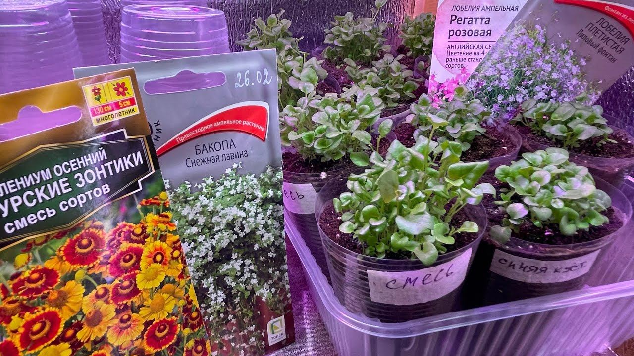 Гелениум, ЛОБЕЛИЯ, Бакопа пикировка, перевалка. 12.03.23 смотреть онлайн