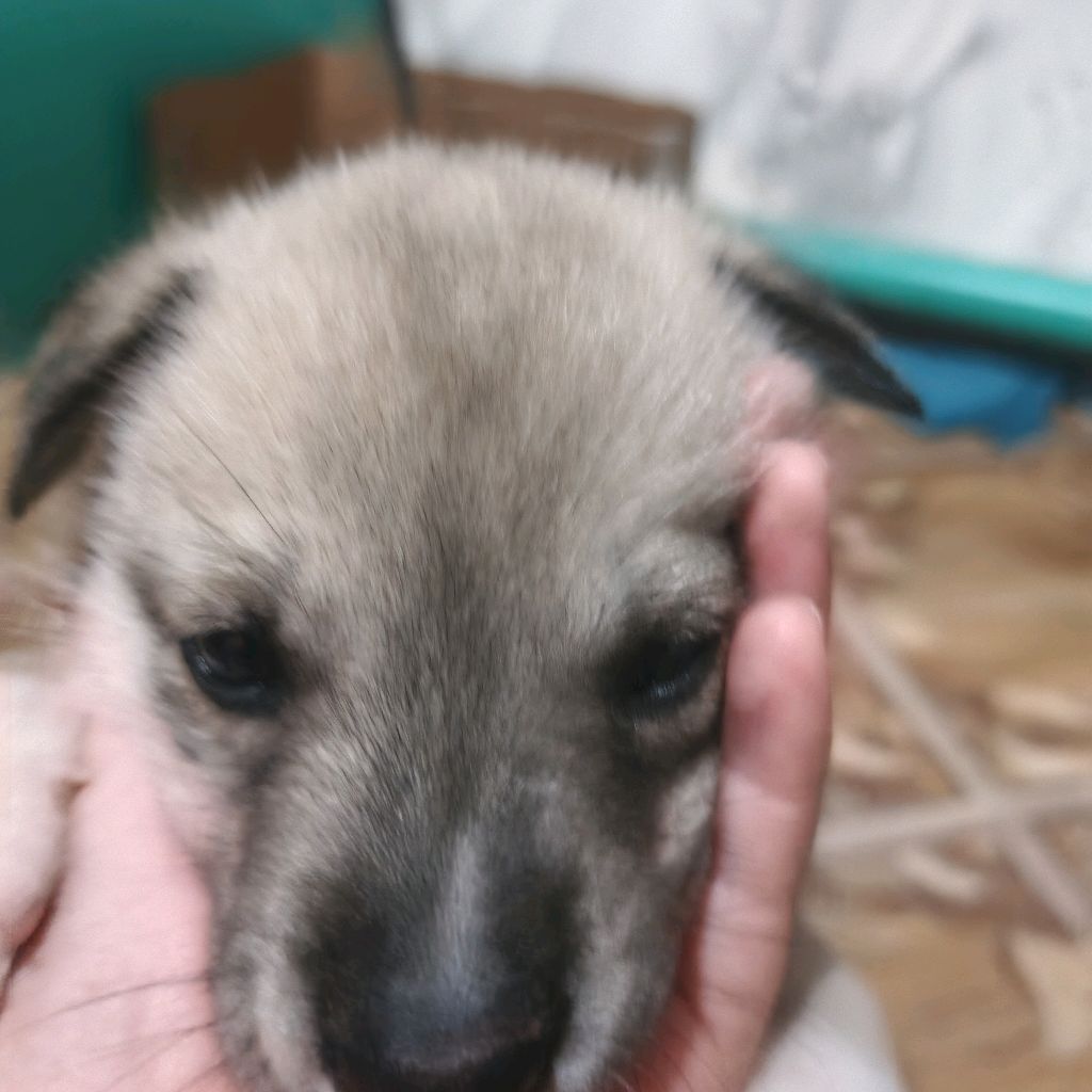 якуские парни