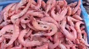 Креветка королевская 50/70