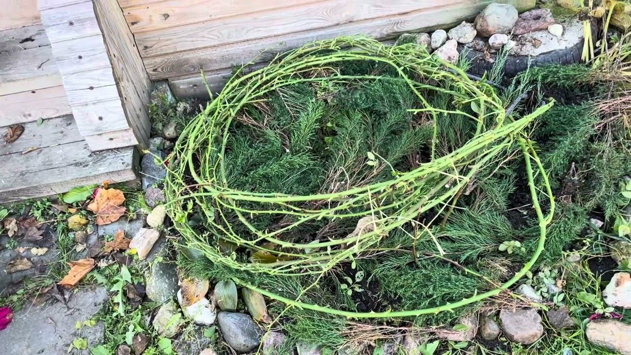 21.10.23 Влог. Плетистую розу уложила, цветники на зимовку! смотреть онлайн