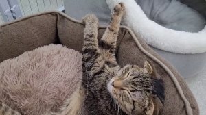 Выставка Экзотических кошек,  Новосибирск Яндекс Маркет